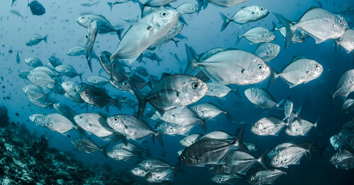 Pesca na Madeira: Alto Mar, Costa e Pesca Desportiva —