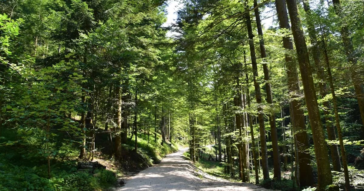 Levada do Rei: Caminhada pela Floresta Primitiva da Madeira