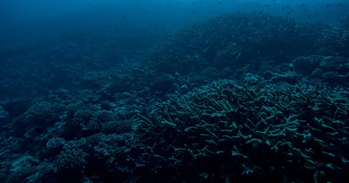 Mergulho na Madeira: Locais de Mergulho, Vida Marinha e