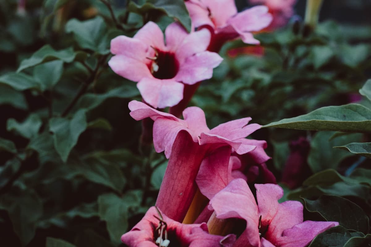 Primavera na Madeira: O Guia Completo para Aventuras entre Março e Maio